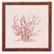 12" x 12" Pink Coral II Framed Wall Art, Contemporary Nature Home Décor, Glass Facing and Hanging Hardware Included